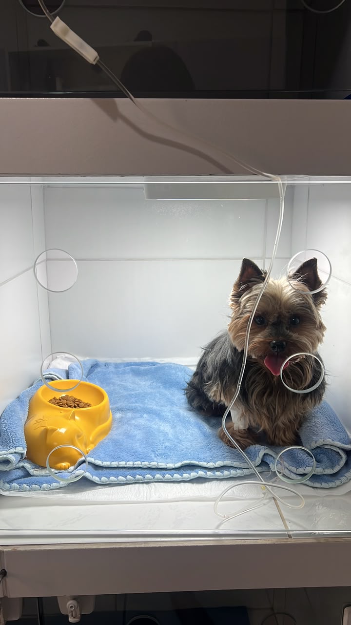 Gatinho em consulta veterinária na MioPet Taubaté